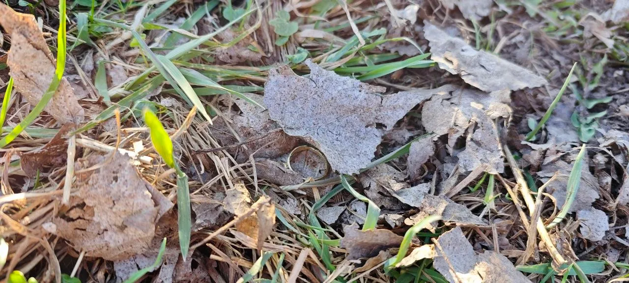 Ring im Laub bei Oberröblingen wiedergefunden