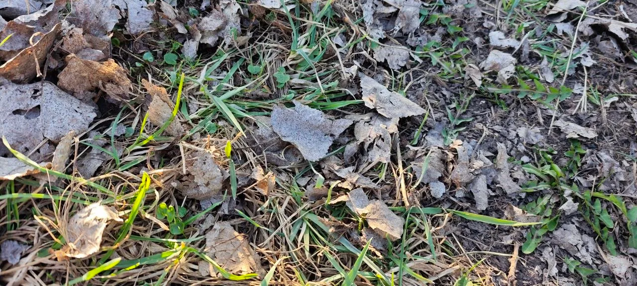 Foto 2 vom Einsatz: Ring im Laub bei Oberröblingen wiedergefunden