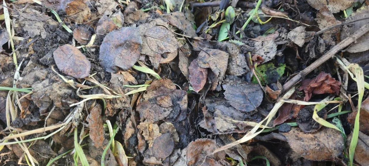 Foto 2 vom Einsatz: Ehering in Jena bei der Gartenarbeit verloren