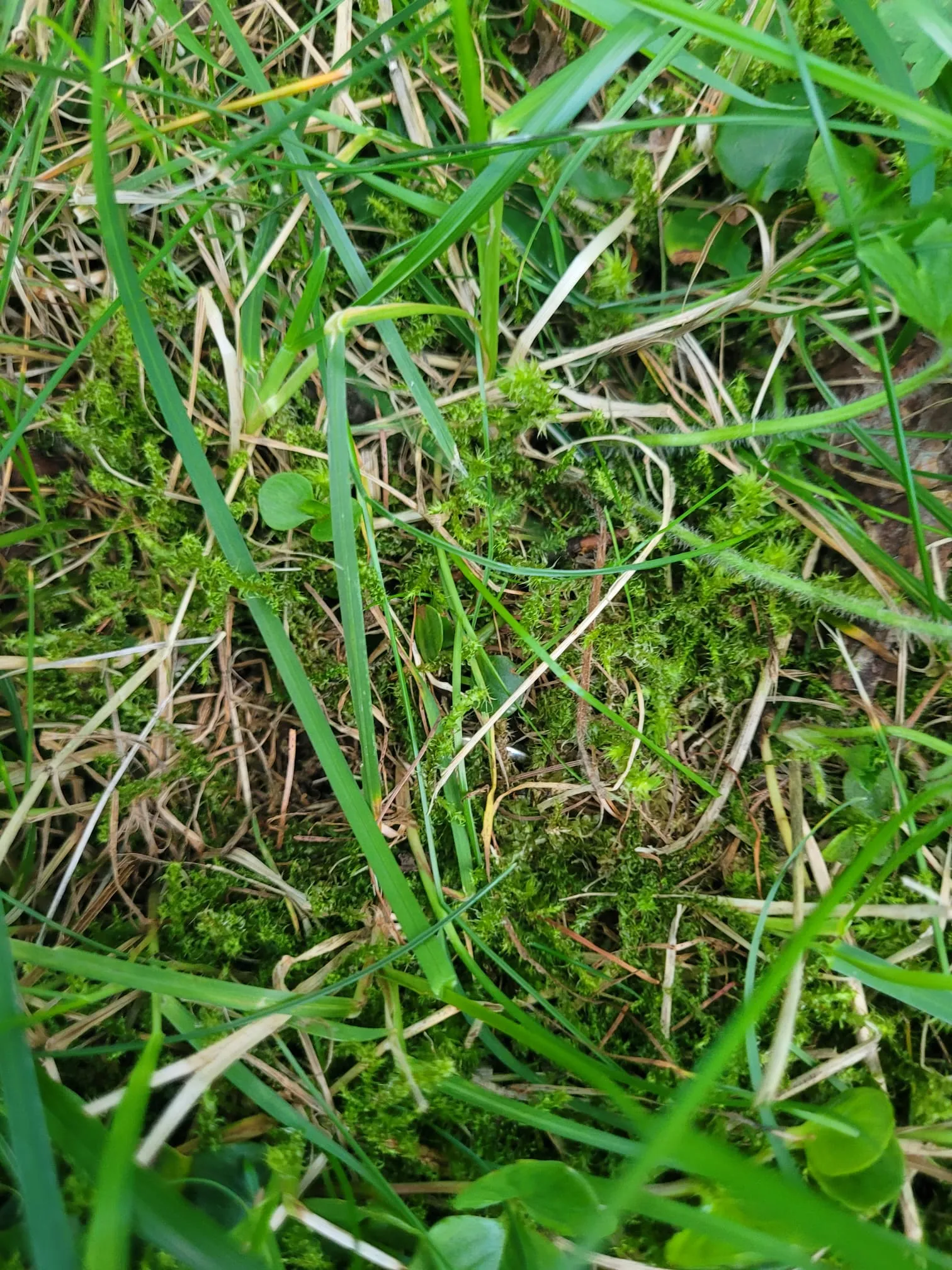 Bild 5 zum Auftrag Ring auf Feriengrundstück verloren